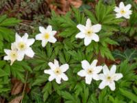 Buschwindröschen Gruppe